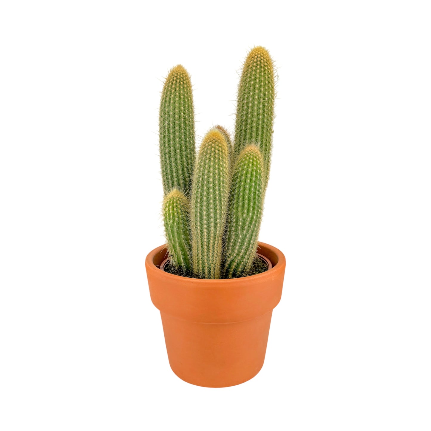 Cacti 21cm Cereus Mix in Terracotta