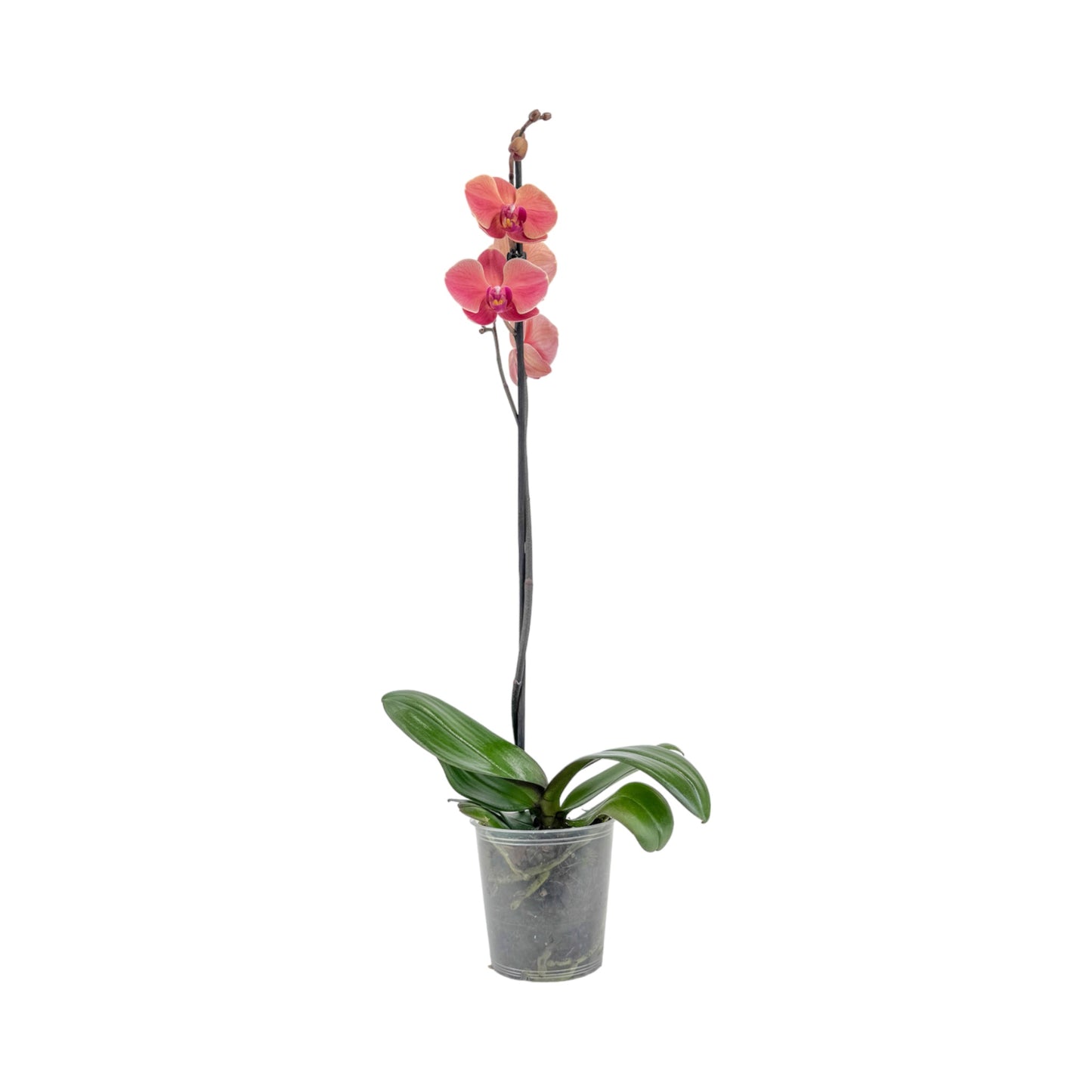 Phalaenopsis 12cm Single Stem Mixed Colours