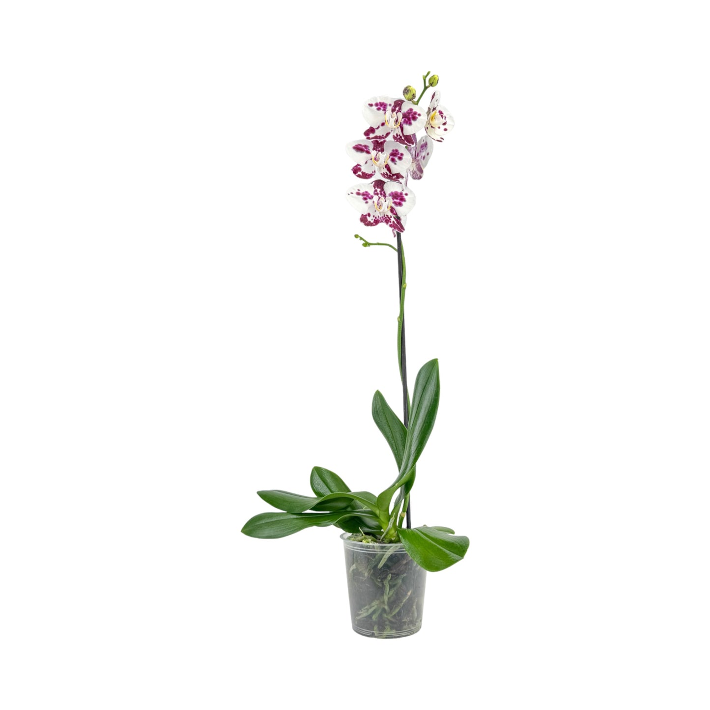 Phalaenopsis 12cm Single Stem Mixed Colours