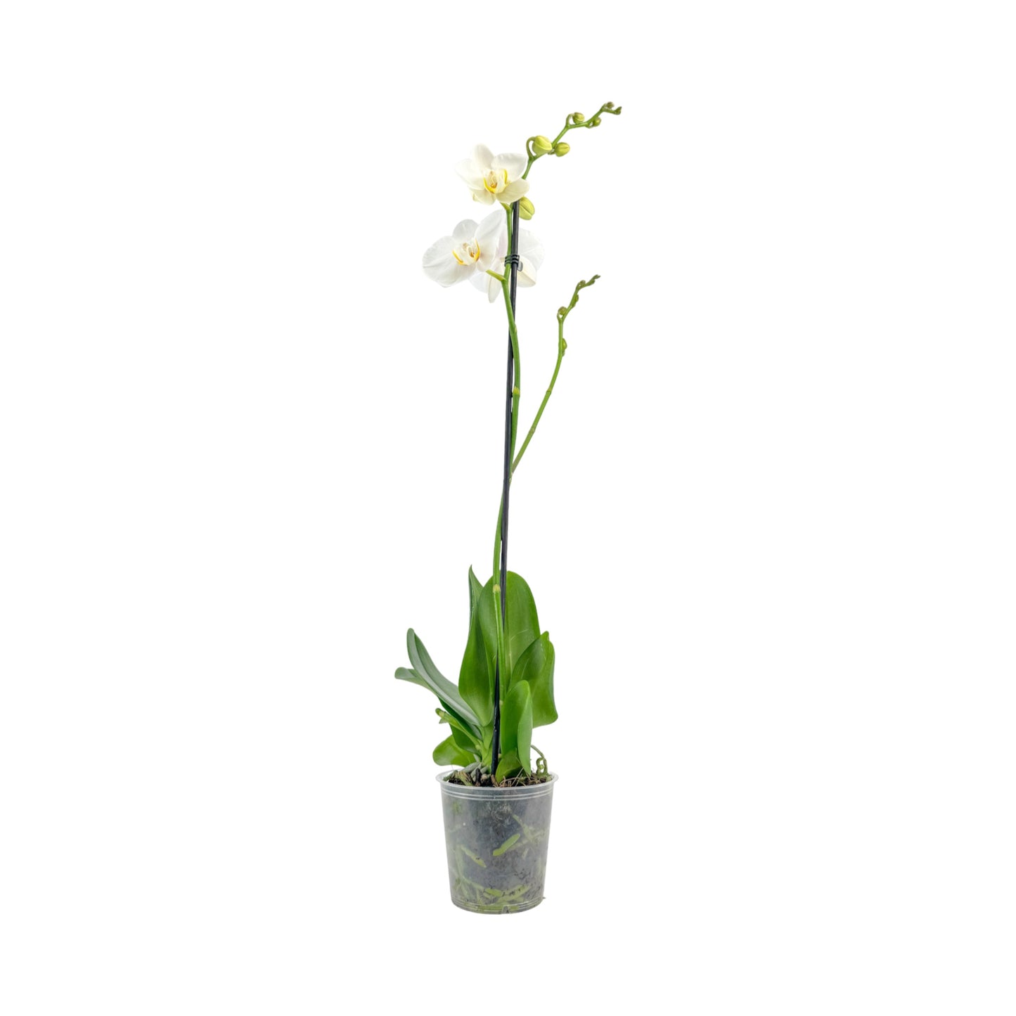 Phalaenopsis 12cm Single Stem Mixed Colours