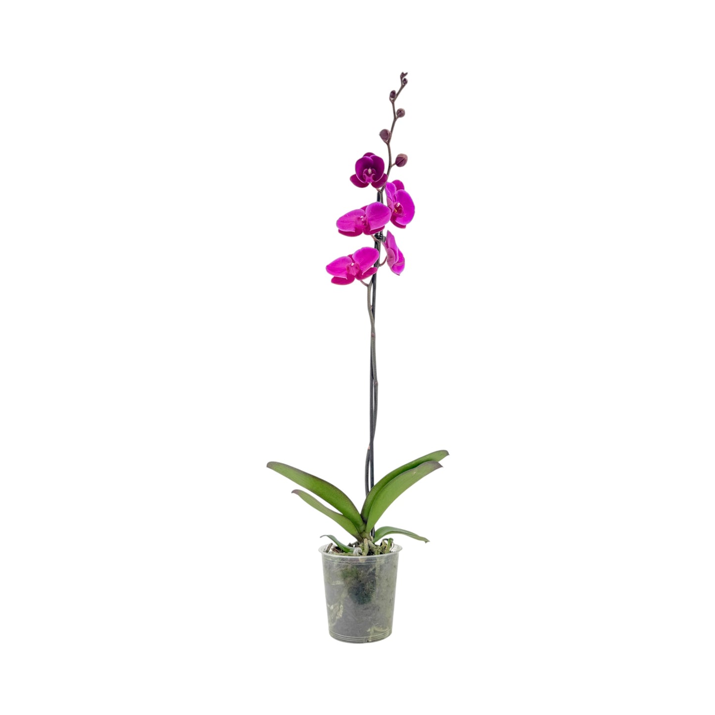 Phalaenopsis 12cm Single Stem Mixed Colours