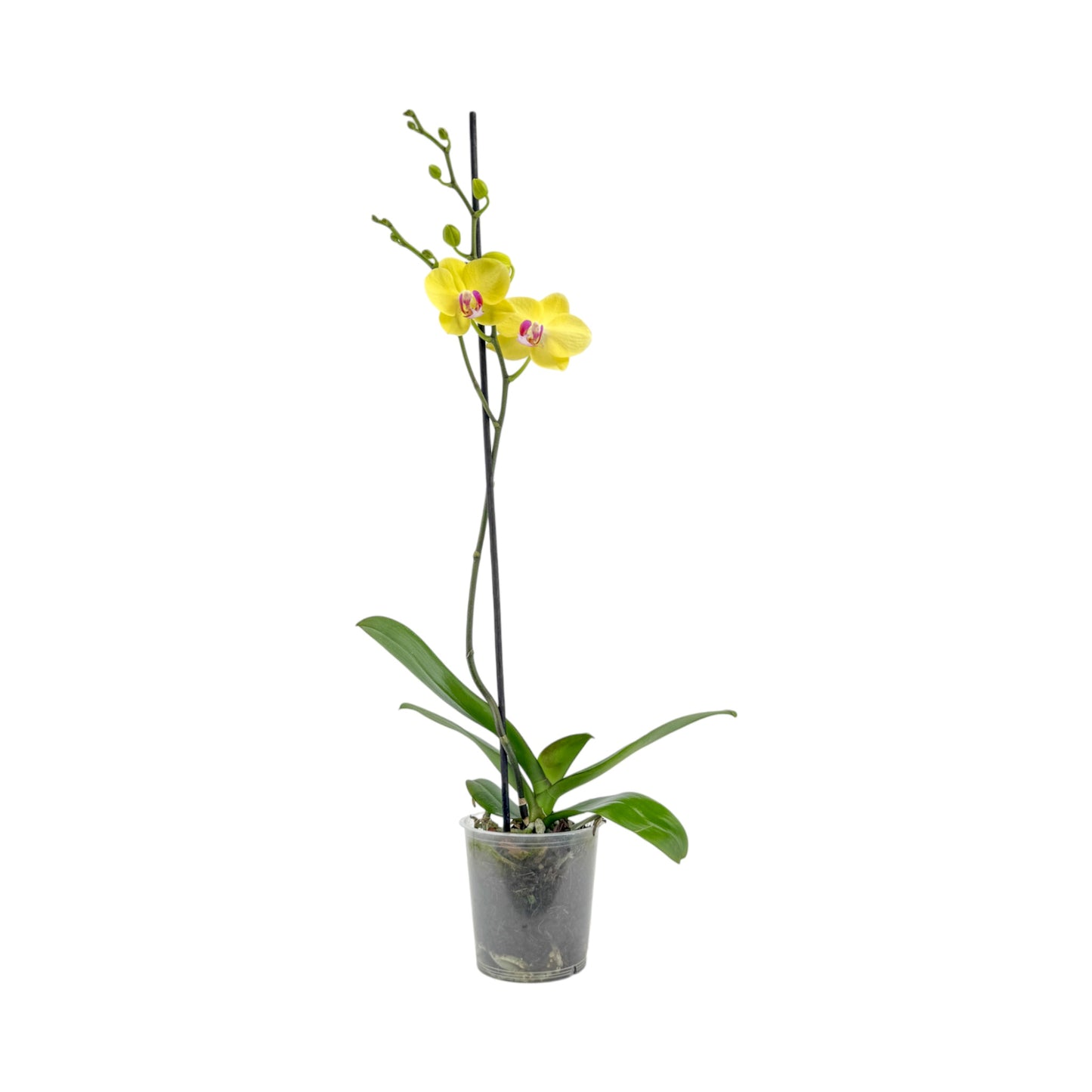 Phalaenopsis 12cm Single Stem Mixed Colours