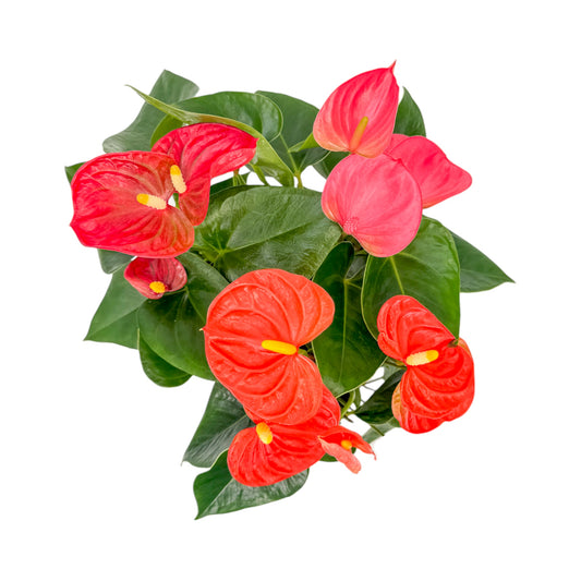 Anthurium 9cm Champion Mixed Colours