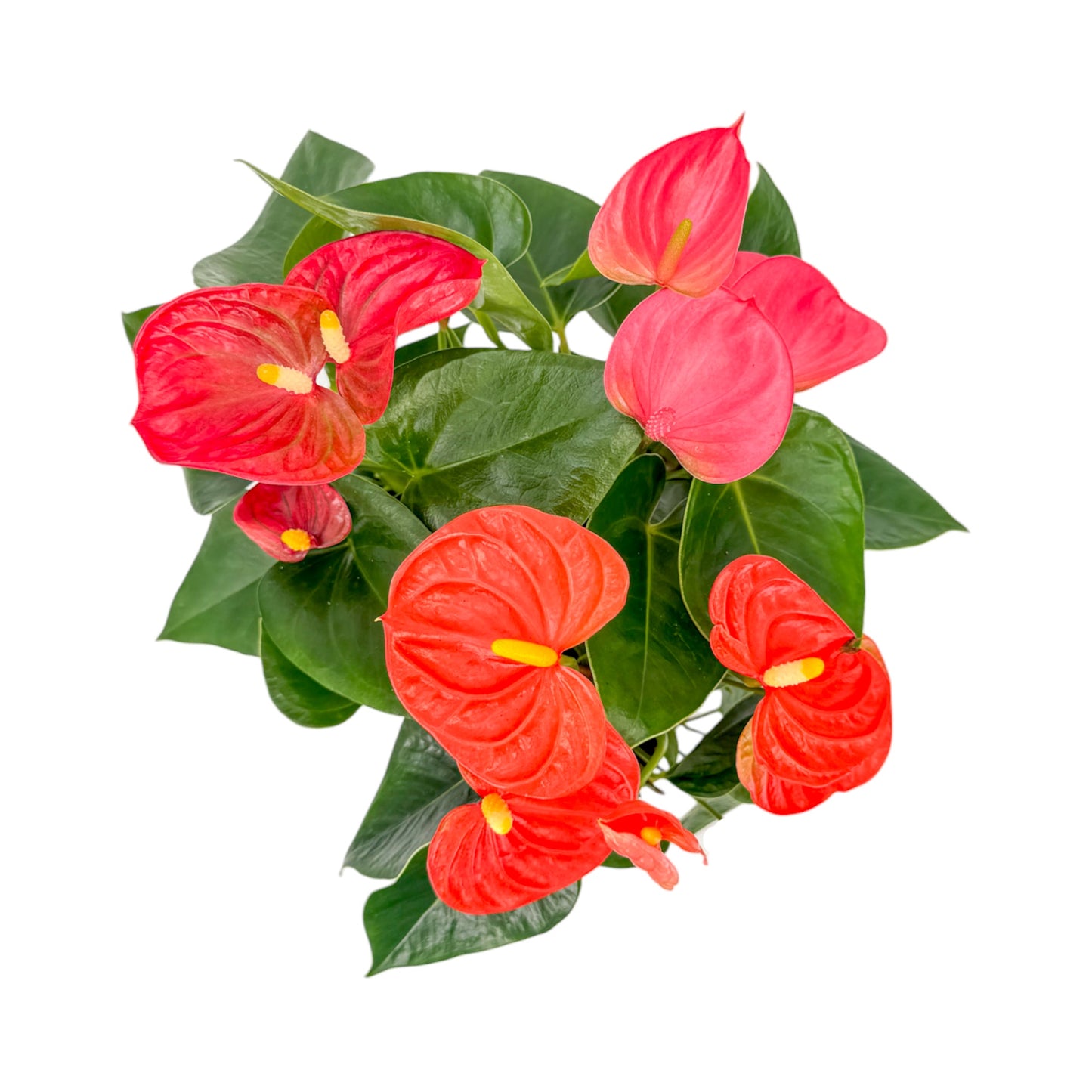 Anthurium 9cm Champion Mixed Colours in Cambridge Ceramic