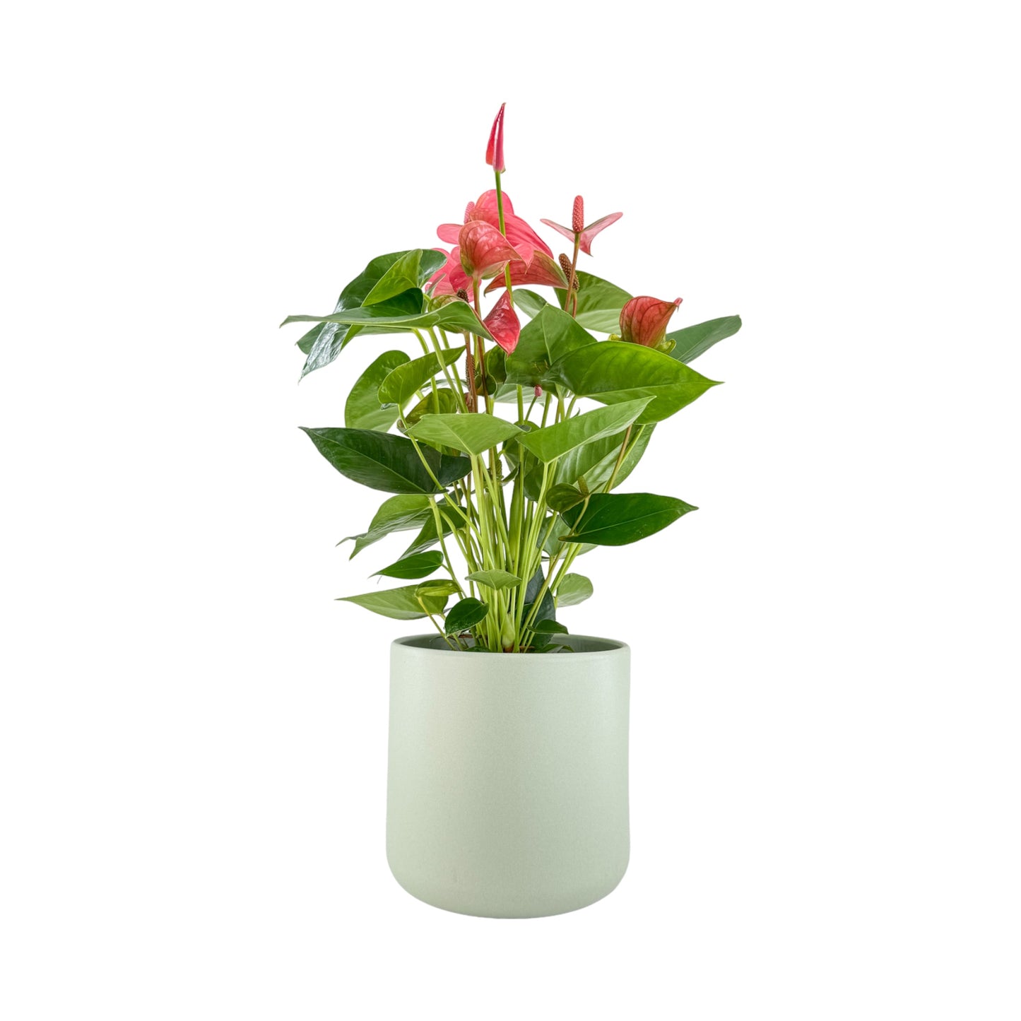 Anthurium 17cm Champion Mixed Colours in Cambridge Ceramic