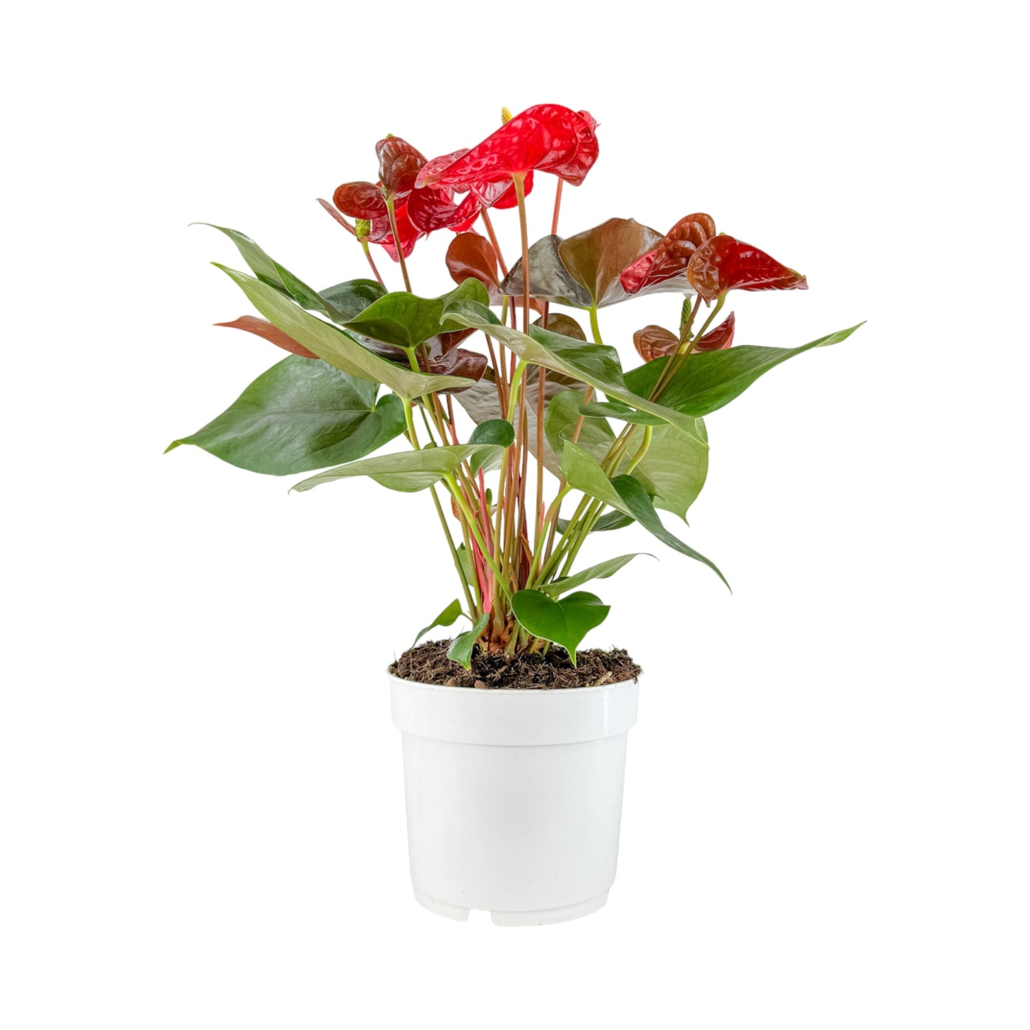 Anthurium 17cm Champion Mixed Colours - Flowering The Horti House