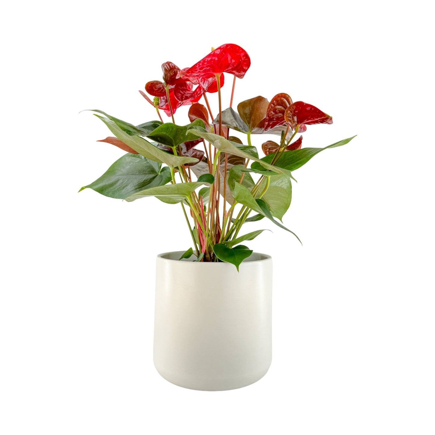 Anthurium 17cm Champion Mixed Colours in Cambridge Ceramic