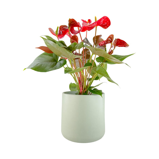 Anthurium 17cm Champion Mixed Colours in Cambridge Ceramic