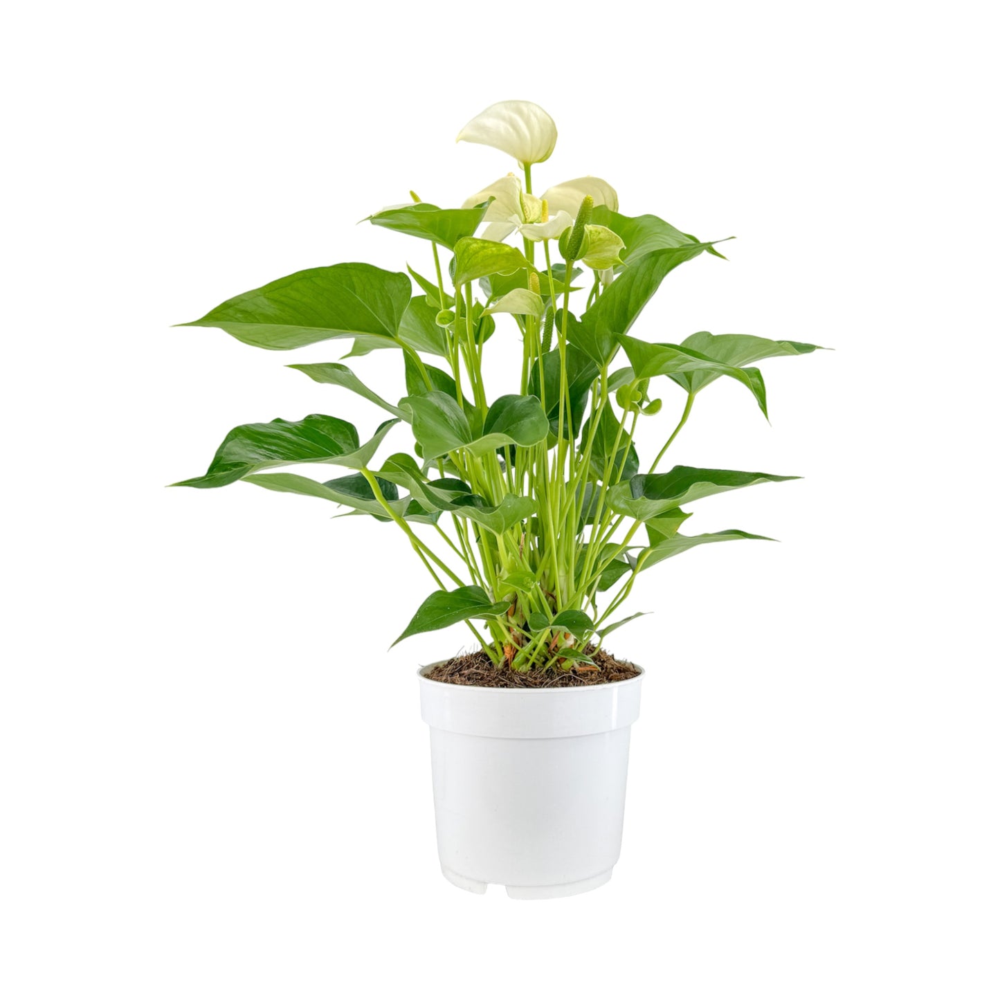 Anthurium 17cm Champion Mixed Colours - Flowering The Horti House