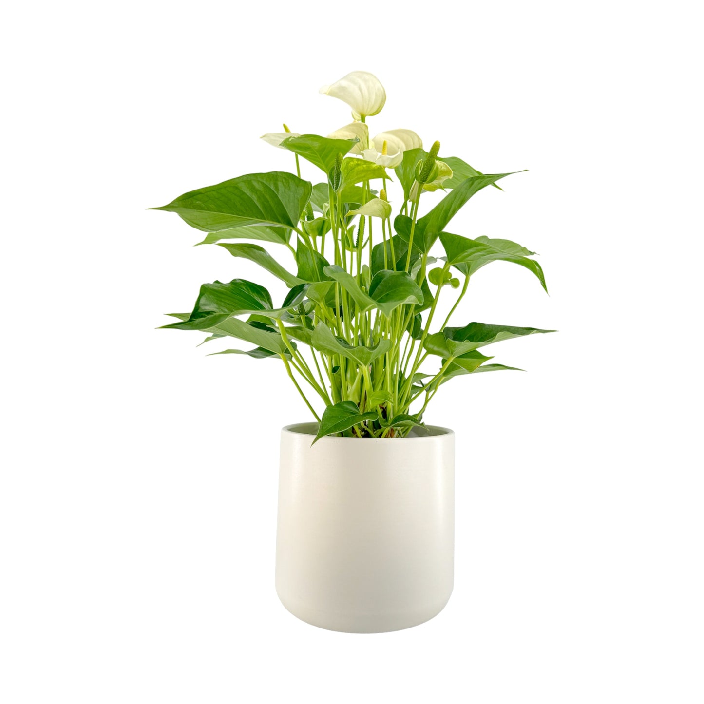 Anthurium 17cm Champion Mixed Colours in Cambridge Ceramic