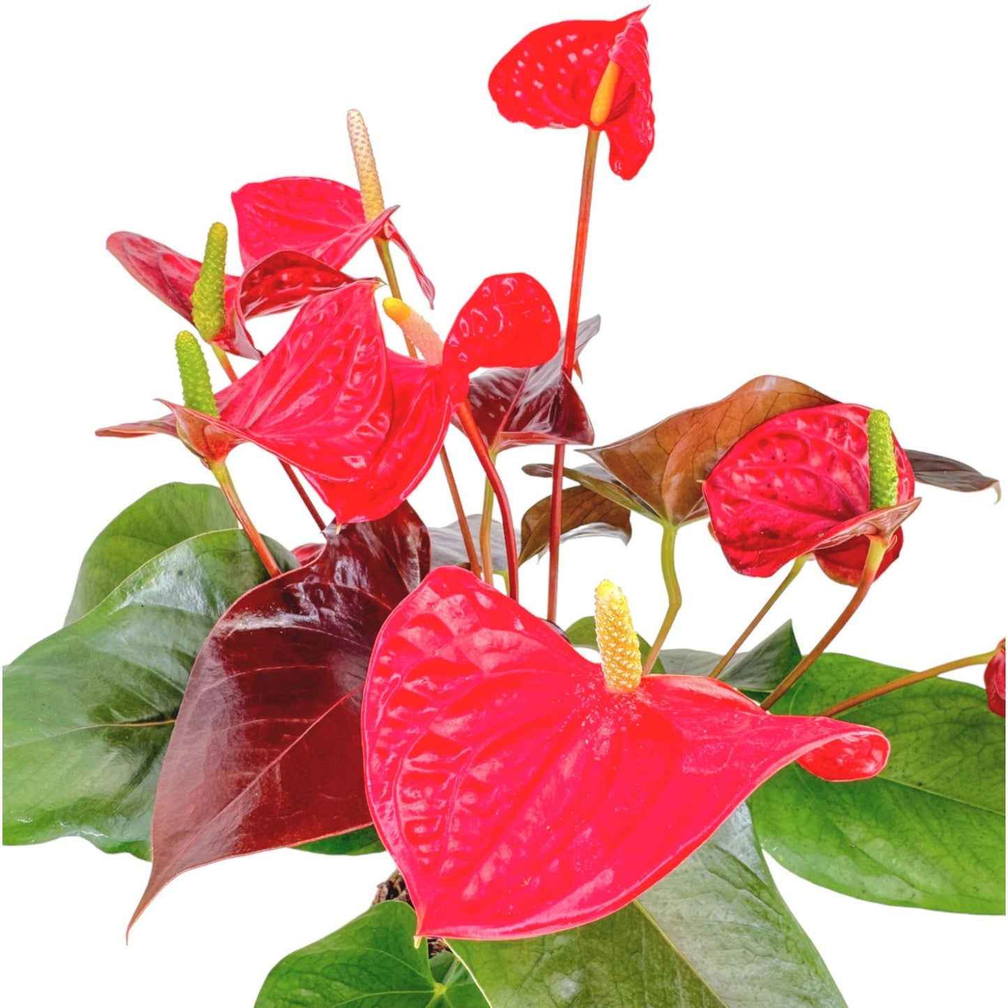 Anthurium 17cm Champion Mixed Colours - Flowering The Horti House