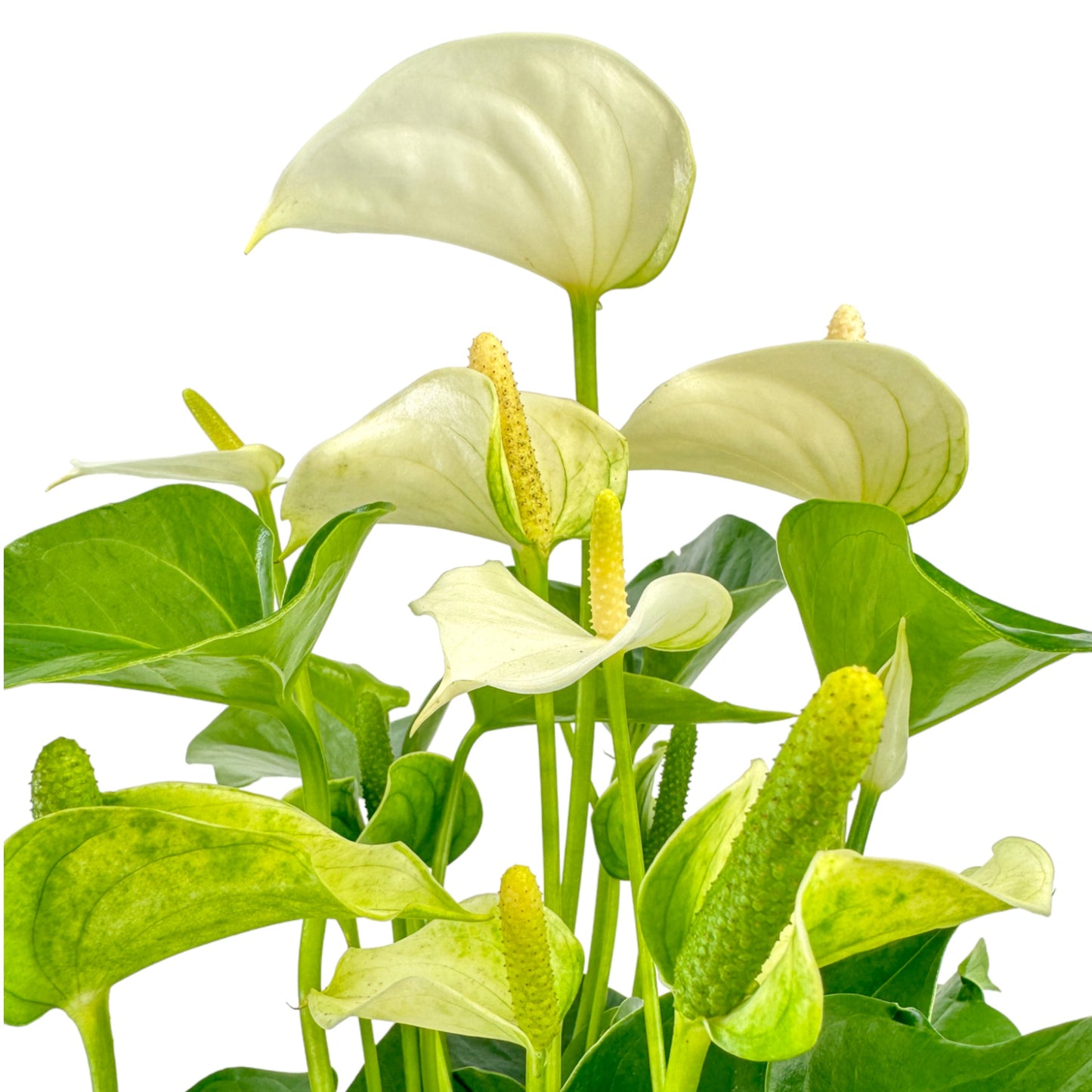 Anthurium 17cm Champion Mixed Colours - Flowering The Horti House
