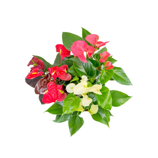 Anthurium 17cm Champion Mixed Colours - Flowering The Horti House