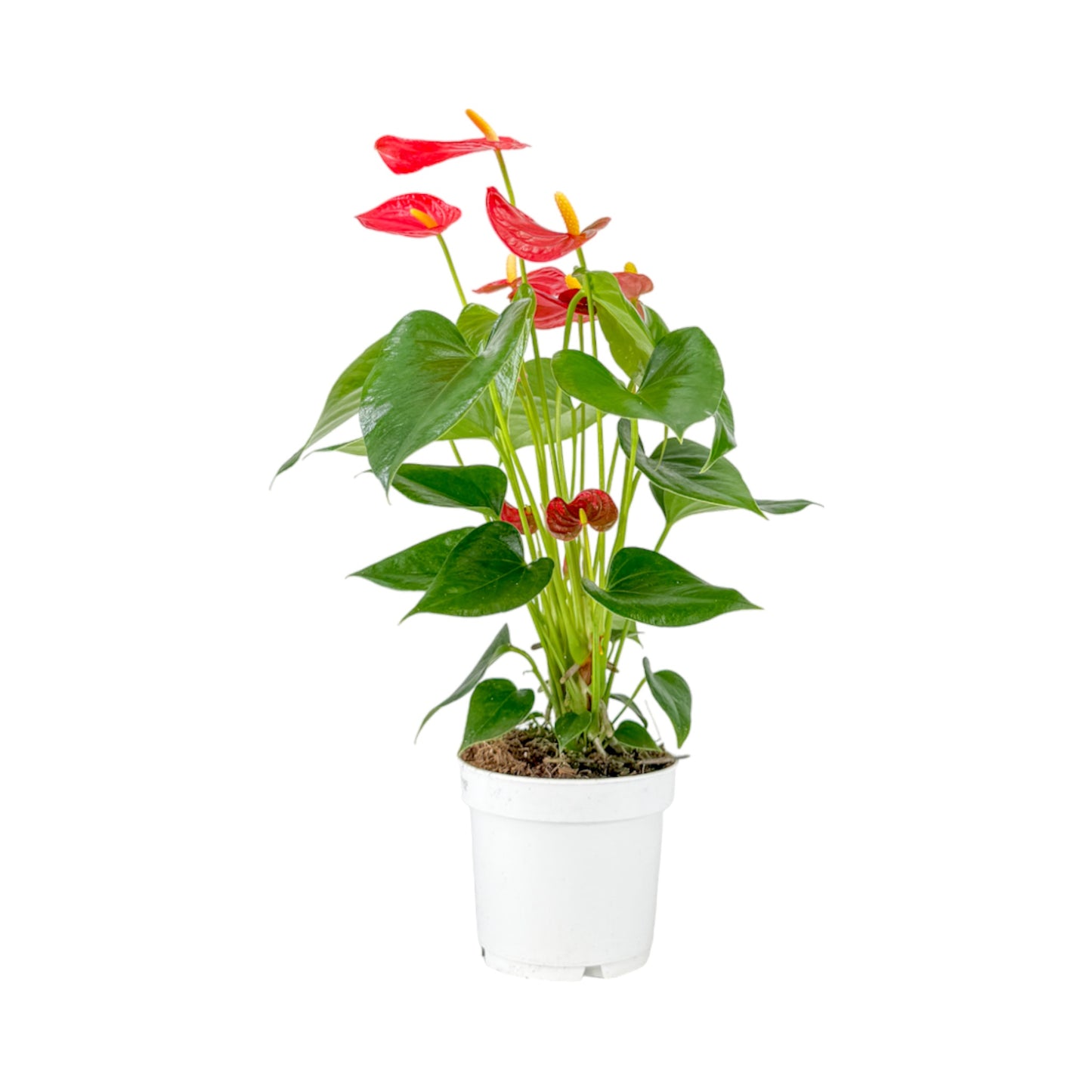 Anthurium 12cm Champion Mixed Colours
