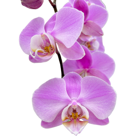 Phalaenopsis 12cm AGM Triple Stem Milwaukee in Cambridge Ceramic - Orchid The Horti House