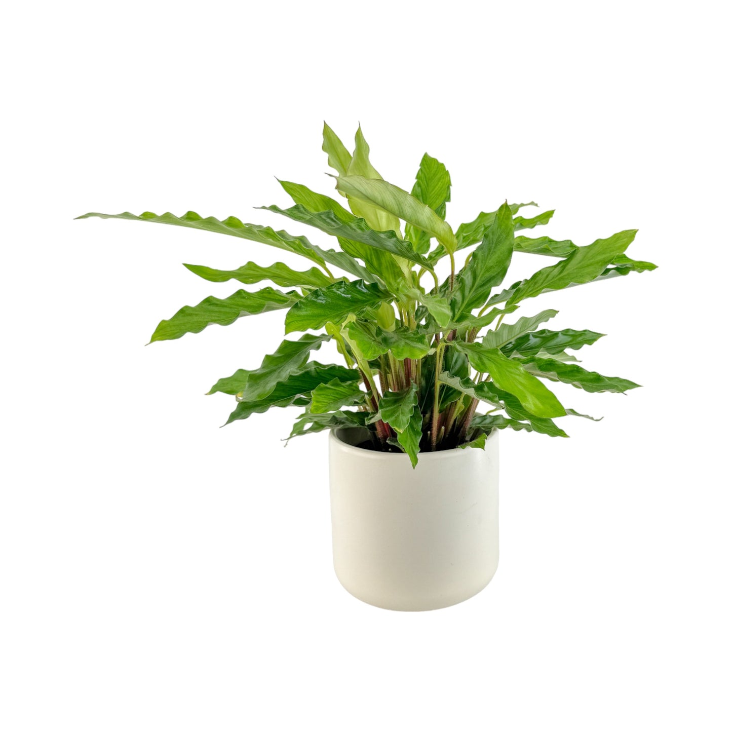 Calathea 12cm Mix in Cambridge Ceramic