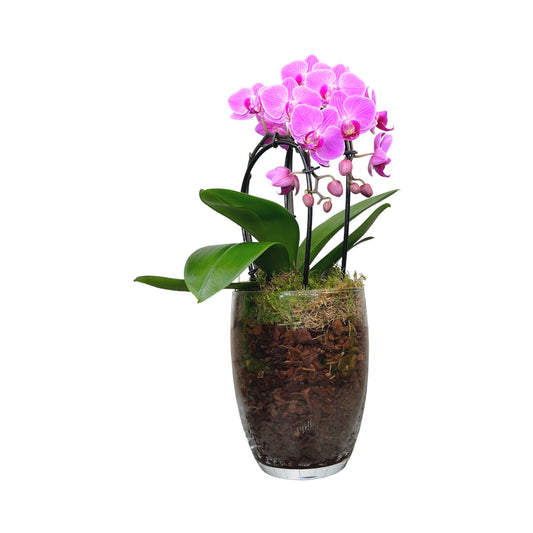 Phalaenopsis 9cm Cascade Mixed in Glass Vase