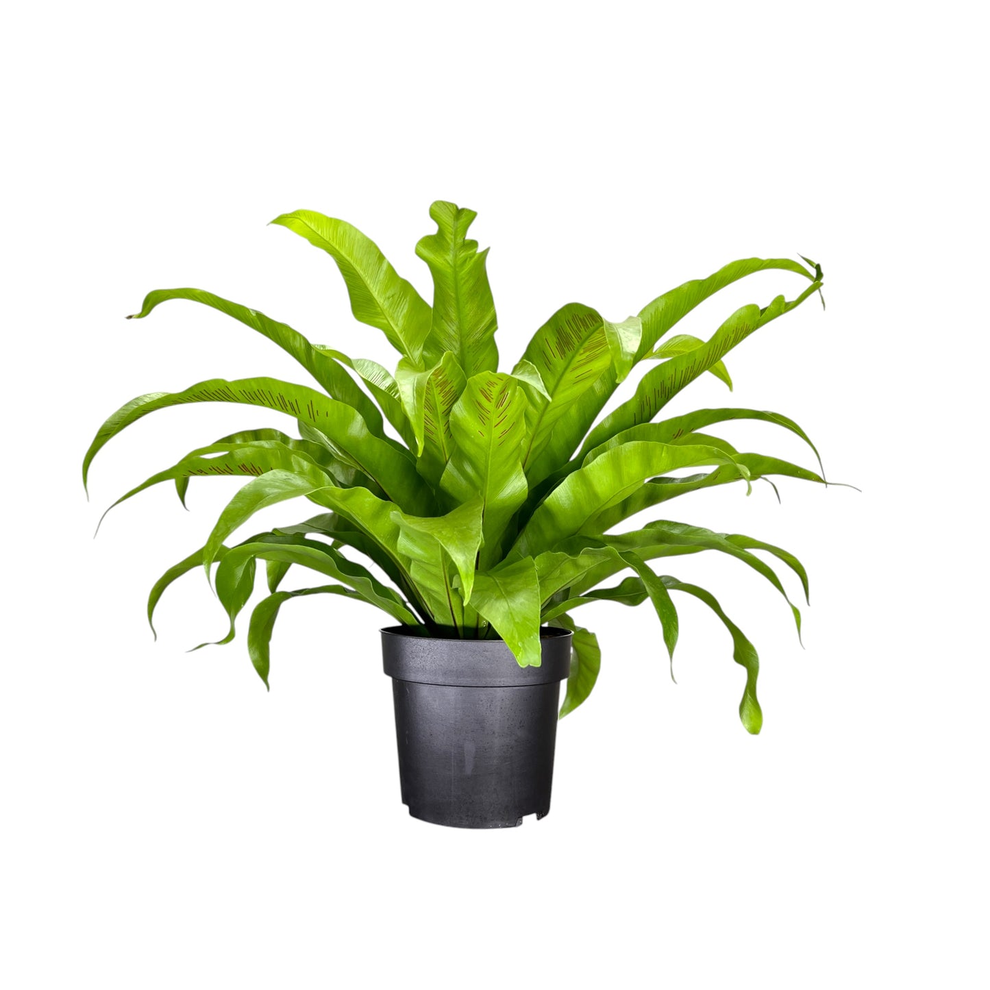 Asplenium 17cm Mix