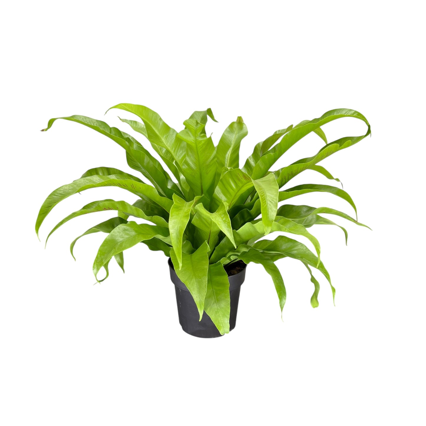 Asplenium 17cm Mix