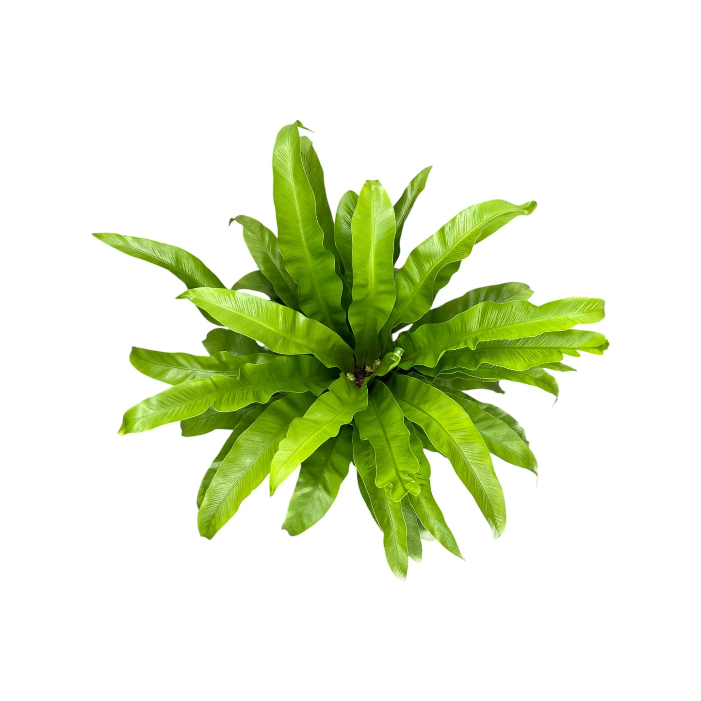 Asplenium 17cm Mix