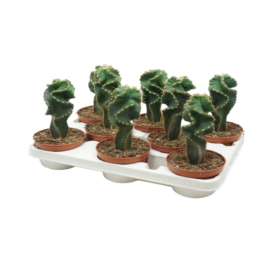 Jamacaru Spiralis 10.5 cm