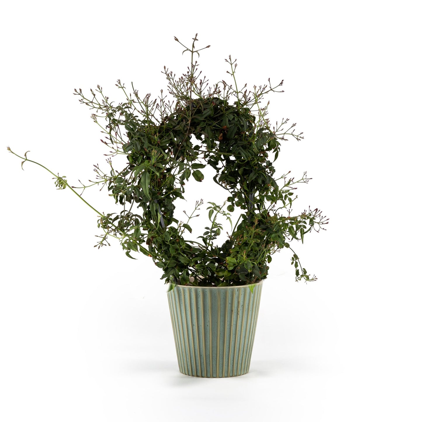 Jasmine 12cm Hoop in Hampshire Ceramic - Flowering The Horti House