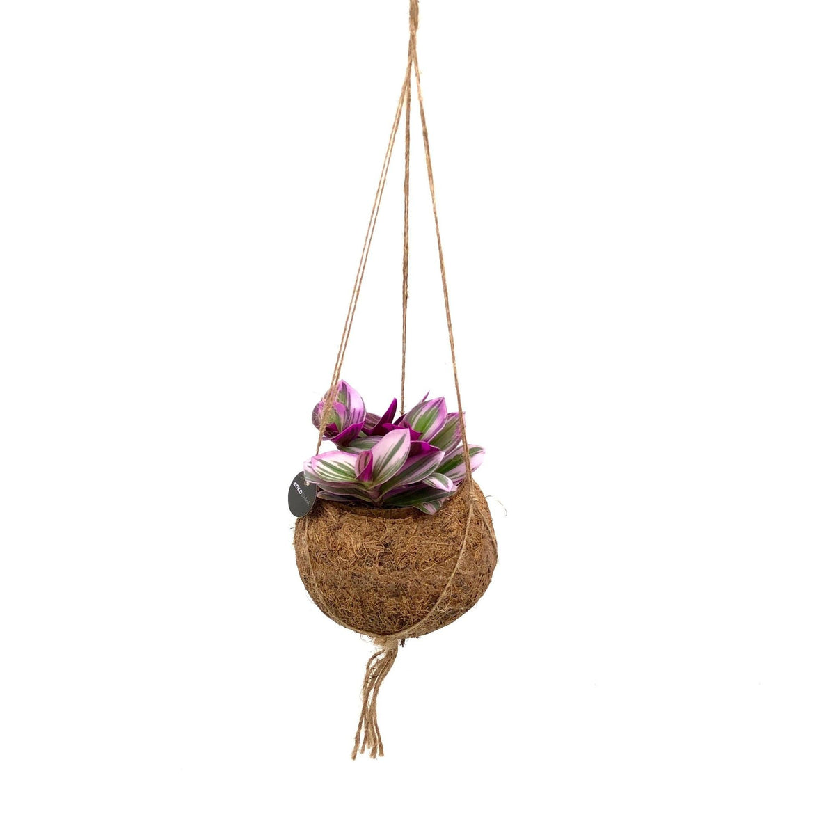Kokodama 12cm Tradescantia mix