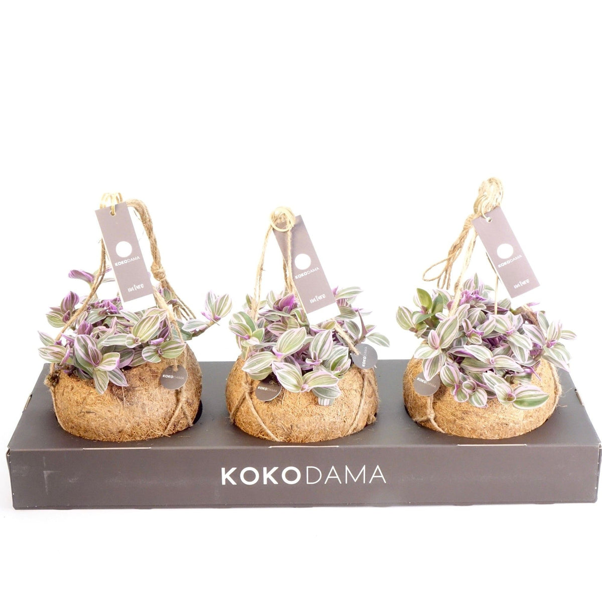 Kokodama 15cm Tradescantia Purple Paradise