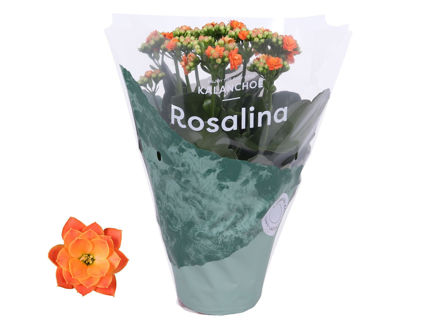Kalanchoe 12cm Rosalina Orange