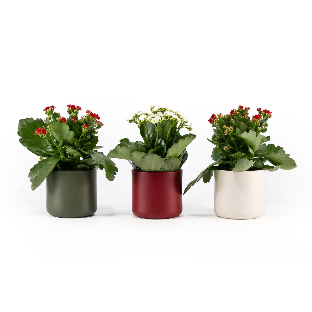Kalanchoe 12cm in Festive Ceramic - Flowering The Horti House