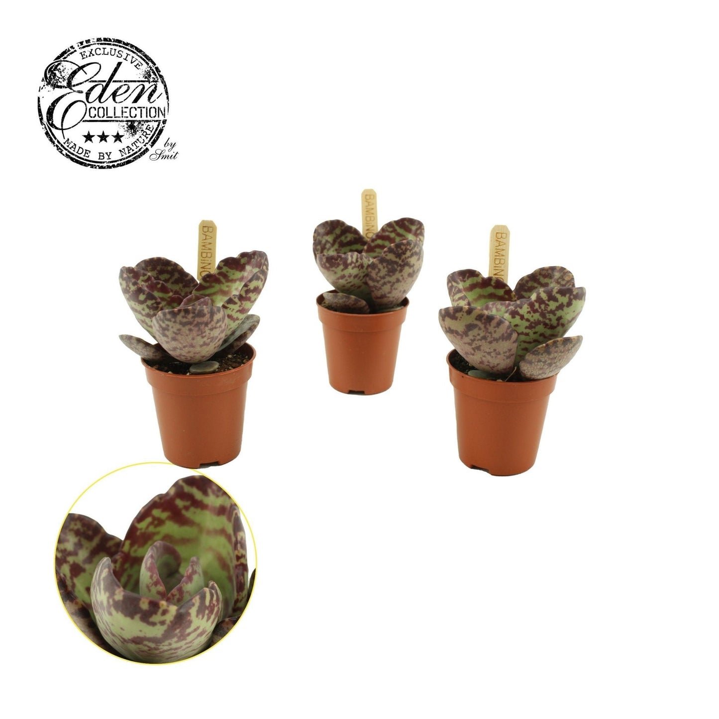 Kalanchoe 5.5cm Humilis - Green Plant The Horti House