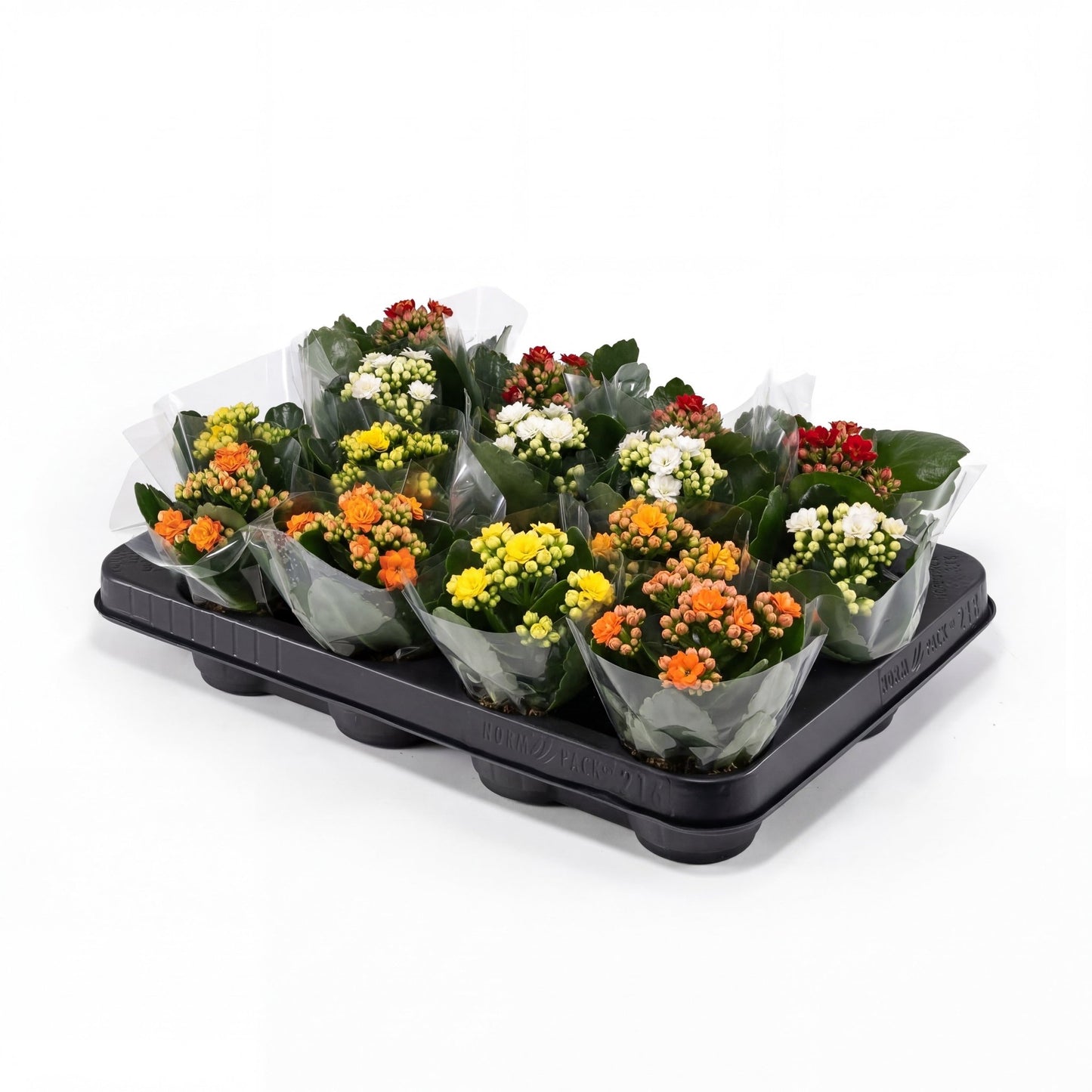 Kalanchoe 6cm Double Mix - Flowering The Horti House