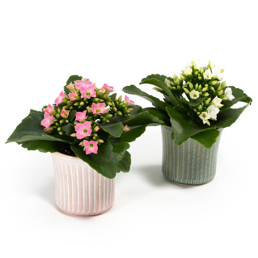 Kalanchoe 6cm in Hampshire Ceramic - Flowering The Horti House