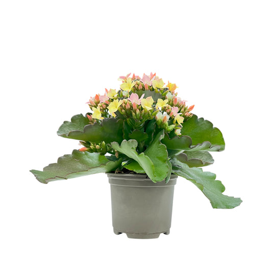 Kalanchoe 9cm Disco Dip - Flowering The Horti House