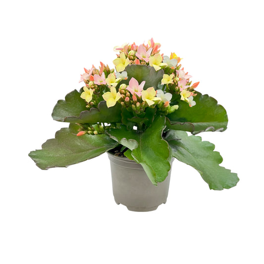 Kalanchoe 9cm Disco Dip - Flowering The Horti House