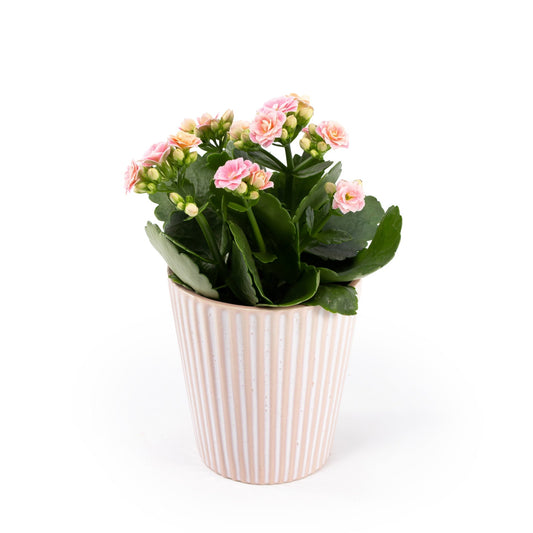 Kalanchoe 9cm in Hampshire Ceramic - Flowering The Horti House
