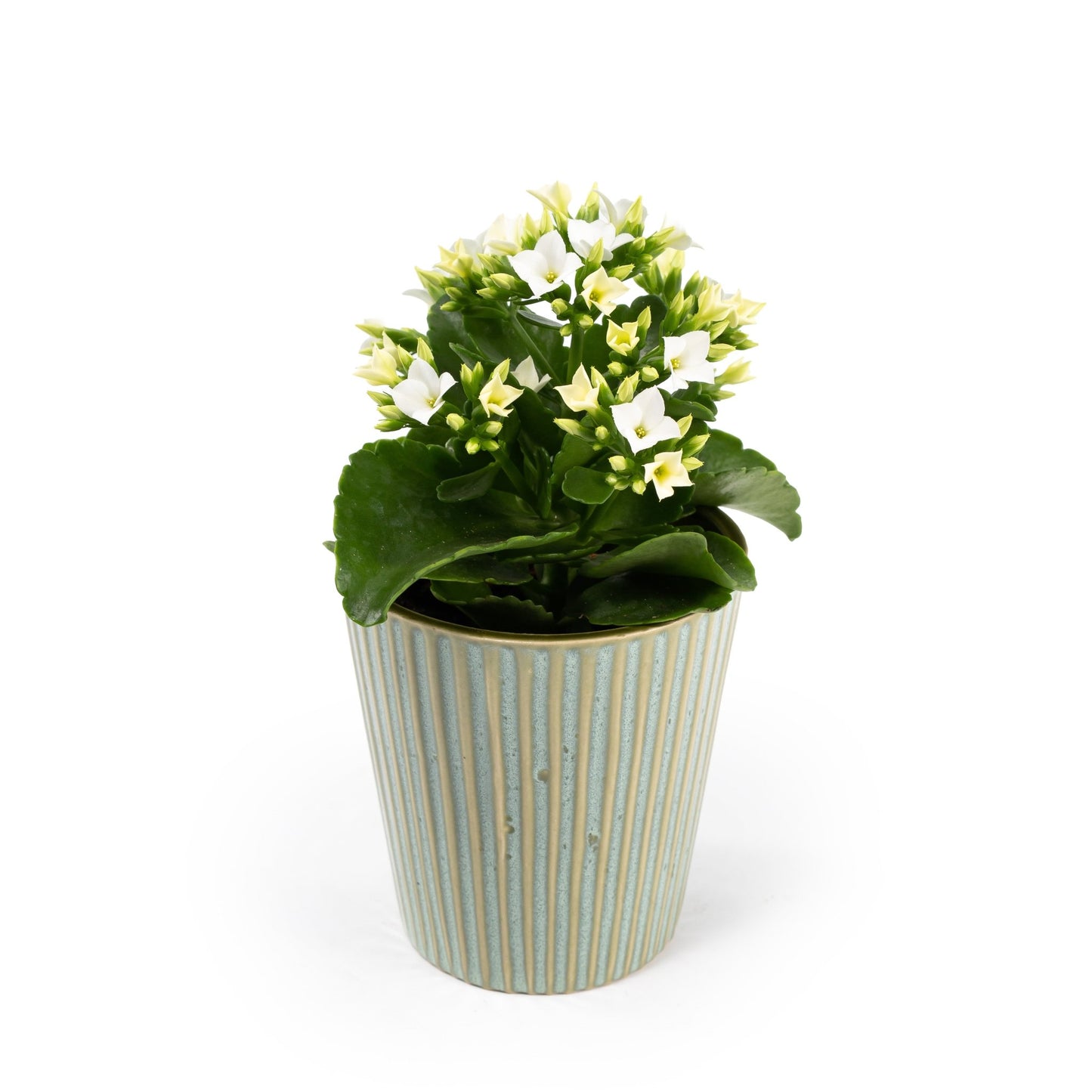 Kalanchoe 9cm in Hampshire Ceramic - Flowering The Horti House