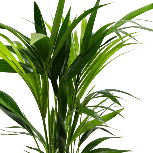 Kentia 19cm Forsteriana - Green Plant The Horti House
