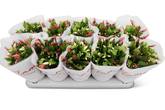 Schlumbergera Flame Duo Flame - Flowering The Horti House