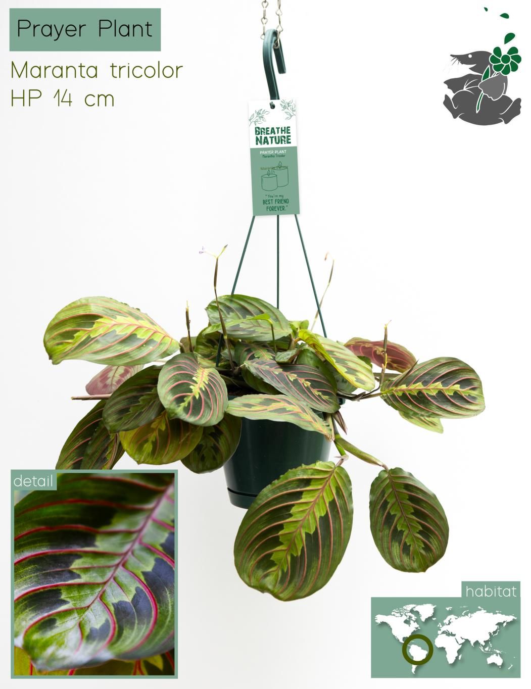 Maranta 14cm Leuconeura Fascinator - Green Plant The Horti House