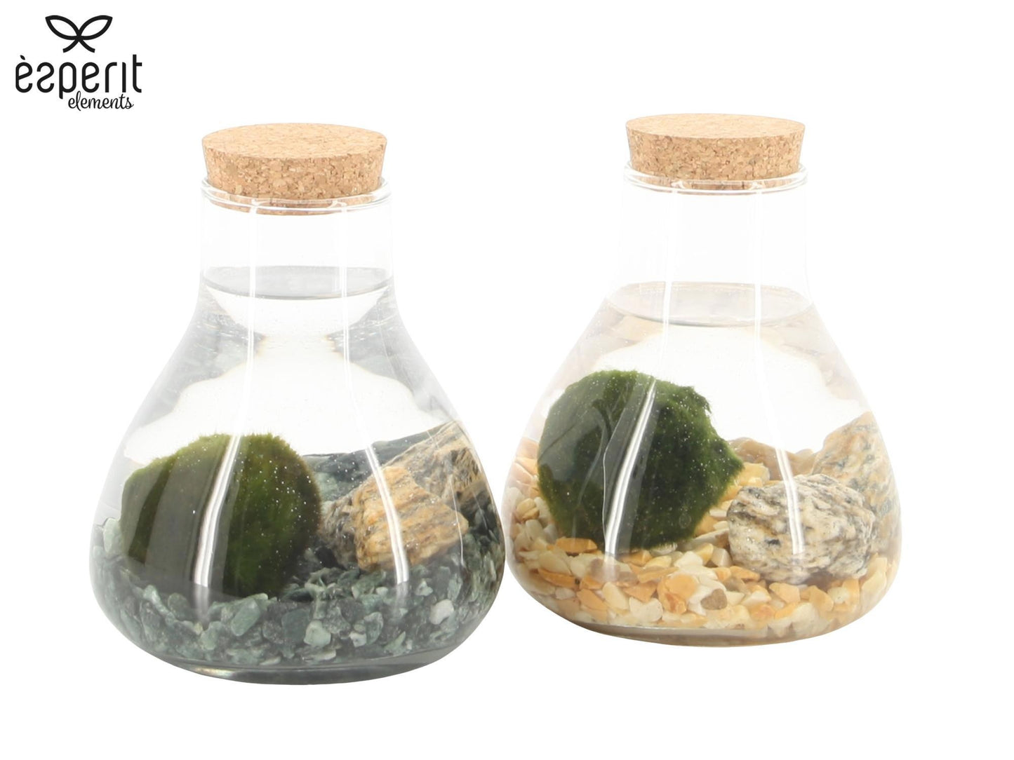 Marimo 10cm arrangement 90526 - Green Plant The Horti House