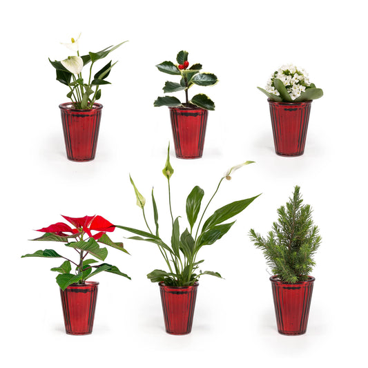 Mini Mix 6cm in Christmas Glass - Flowering The Horti House