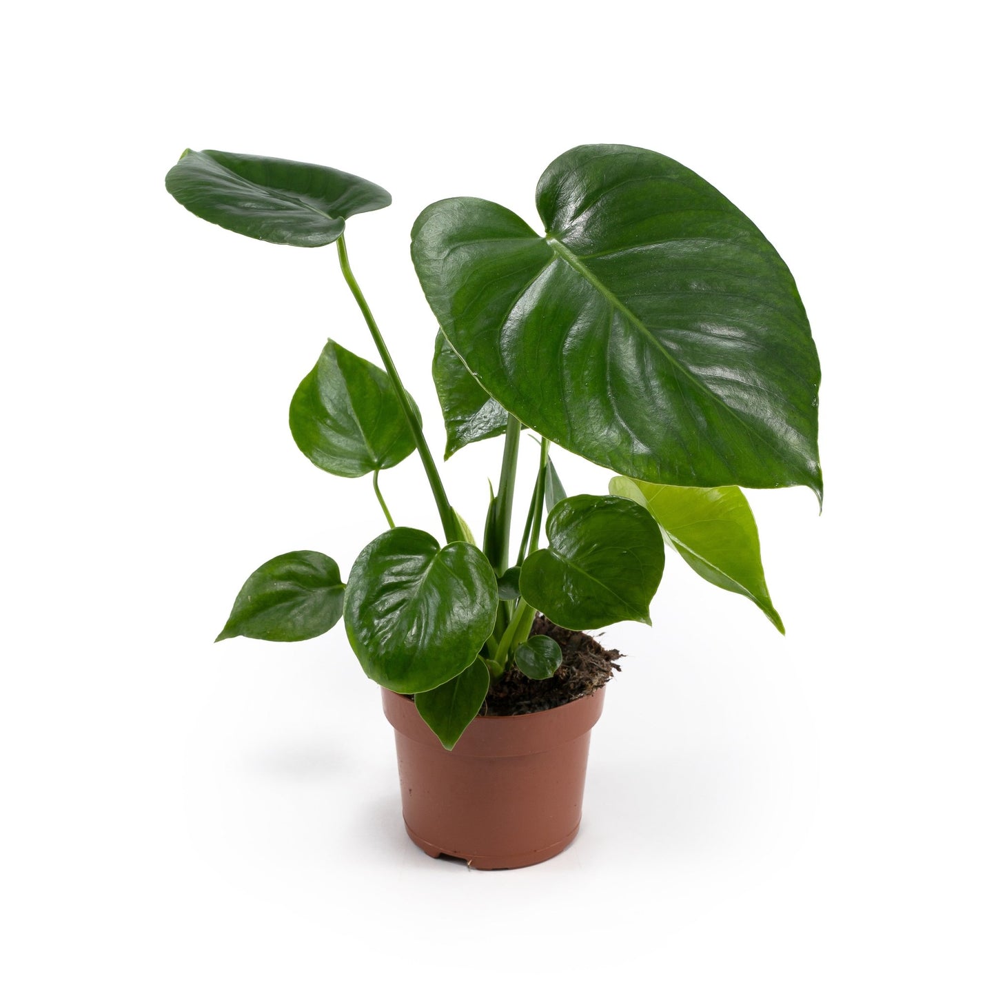 Monstera 12cm Deliciosa - Green Plant The Horti House