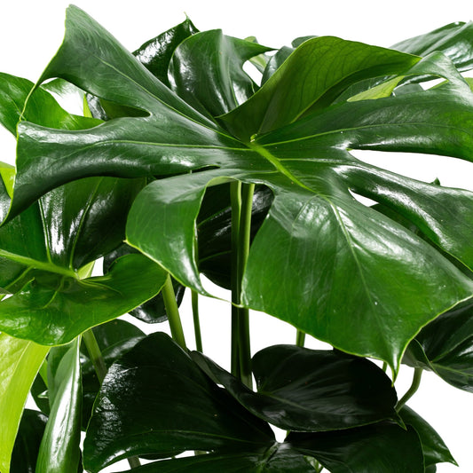 Monstera 23cm Deliciosa - Green Plant The Horti House