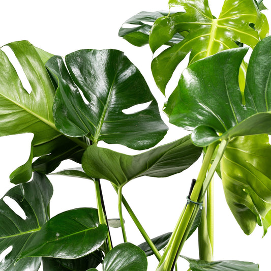 Monstera 23cm in Artisan No.7 Ceramic - Foliage The Horti House