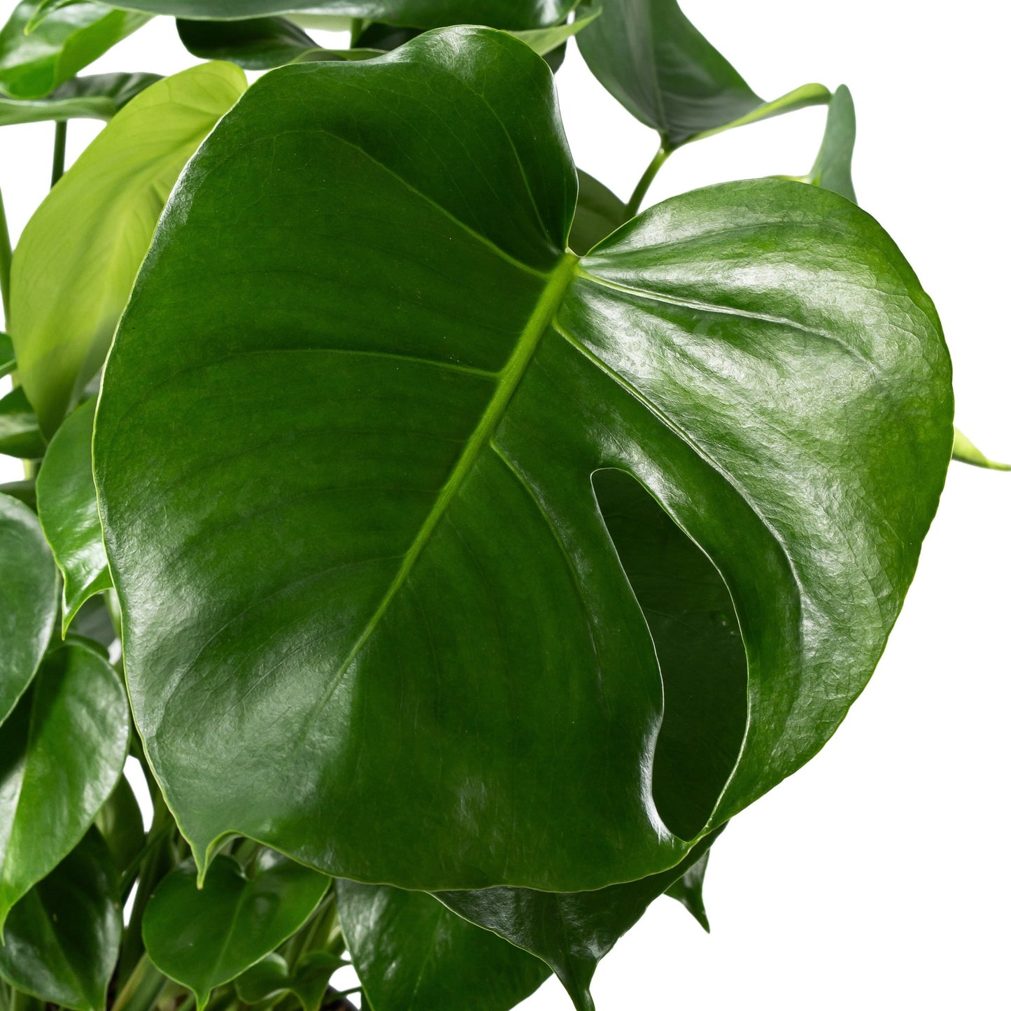 Monstera 24cm Deliciosa - Green Plant The Horti House