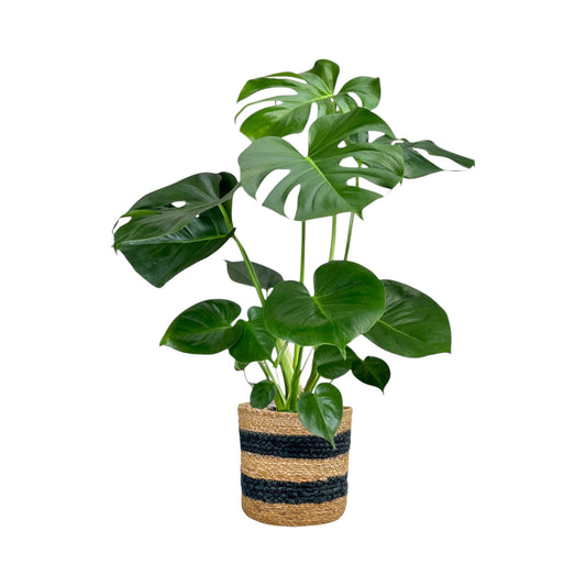 Green Plant 17cm British Mix in Basket - Green Plant The Horti House