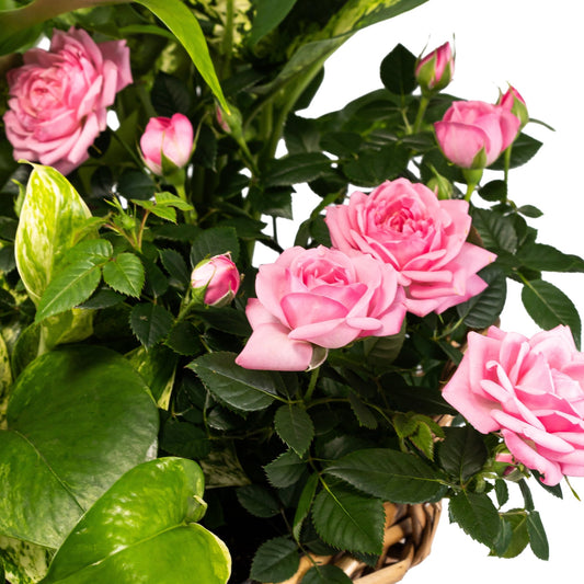 Large Mothers Day Gift Basket - Flowering The Horti House