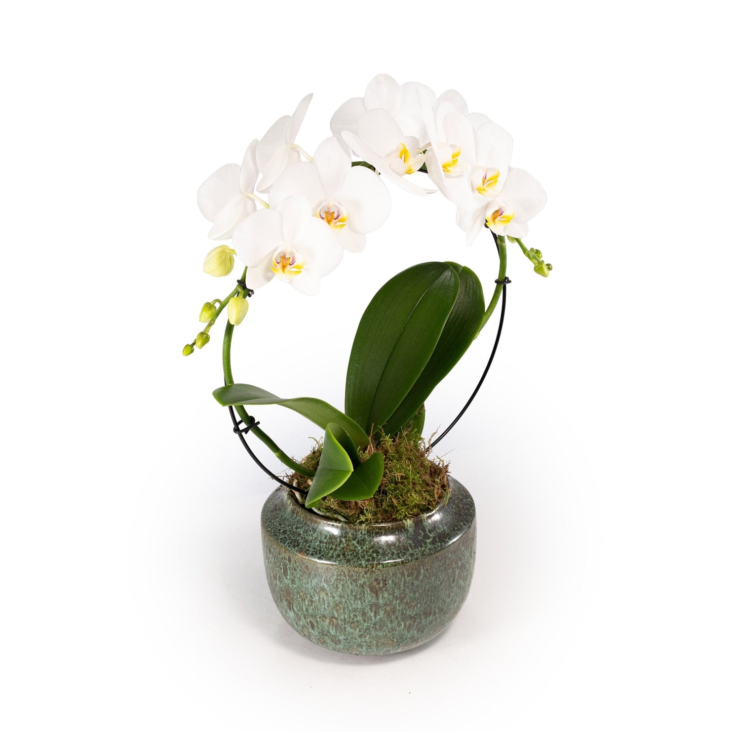 Phalaenopsis 12cm Hoop in Artisan No.3 Ceramic - Orchid The Horti House