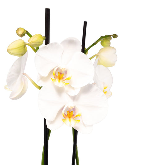 Phalaenopsis 12cm Triple Stem in Artisan No.1 Ceramic - Orchid The Horti House